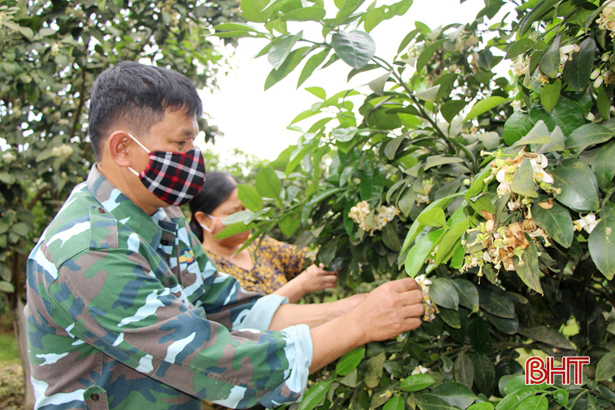 Làm giàu trên vùng “ốc đảo” của huyện miền núi Vũ Quang