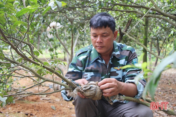 Làm giàu trên vùng “ốc đảo” của huyện miền núi Vũ Quang