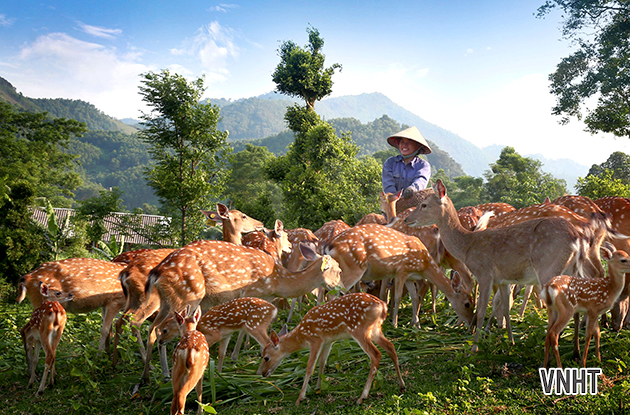 Chăn nuôi bán hoang dã ở trại Rú Dứa thuộc xã Sơn Quang, Hương Sơn, Hà Tĩnh (4)