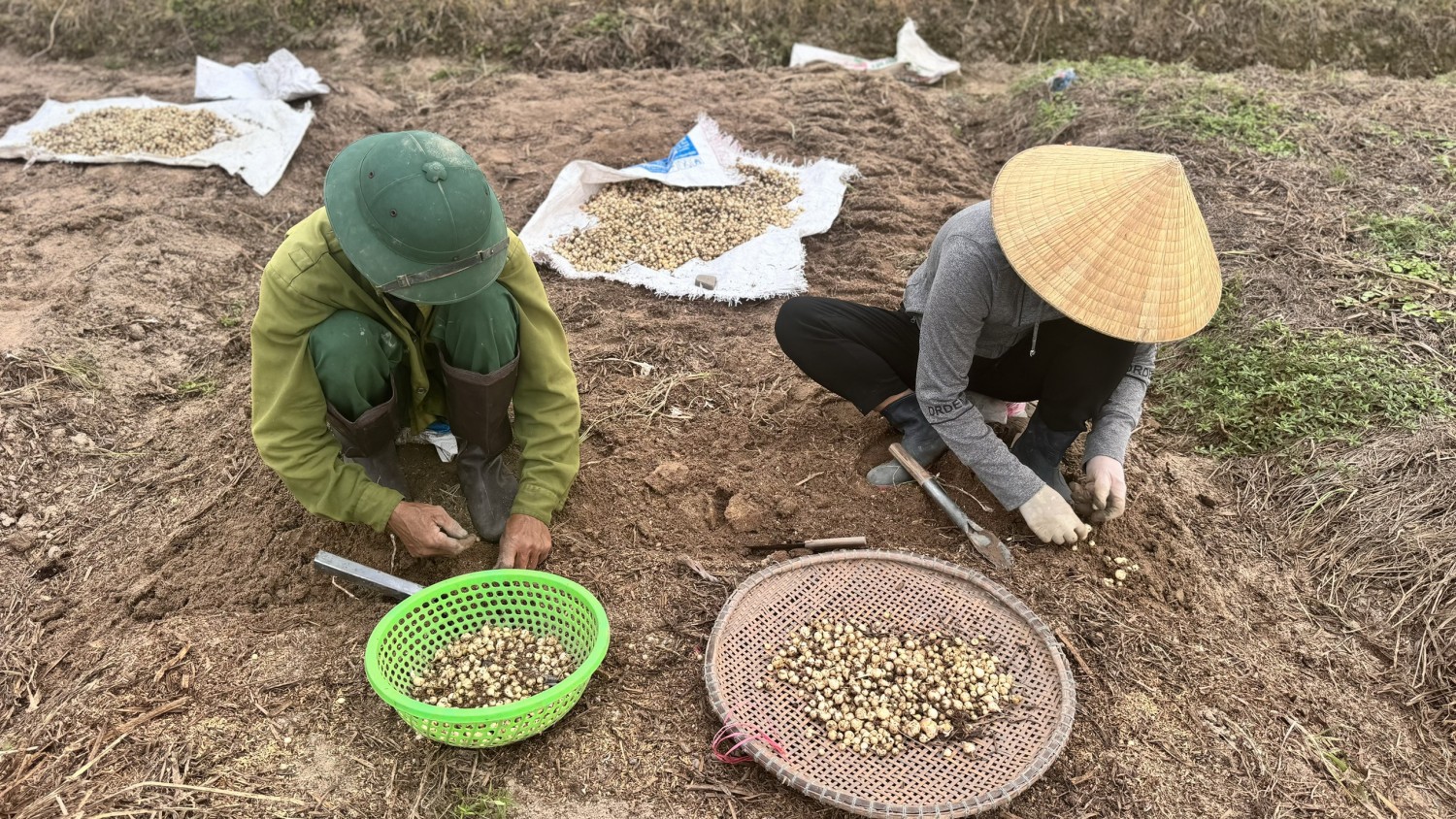 hinh 3 thu hoach hanh tam doi hoi ti mi ky cong nhung bu lai nong dan co thu nhap kha cao khong lo ve dau ra san pham do thi truong tieu thu rat rong mo