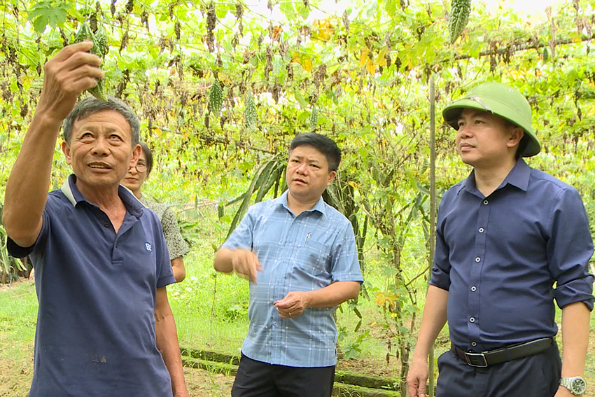 4 lanh dao huyen cam xuyen kiem tra mo hinh san xuat rau theo huong huu co