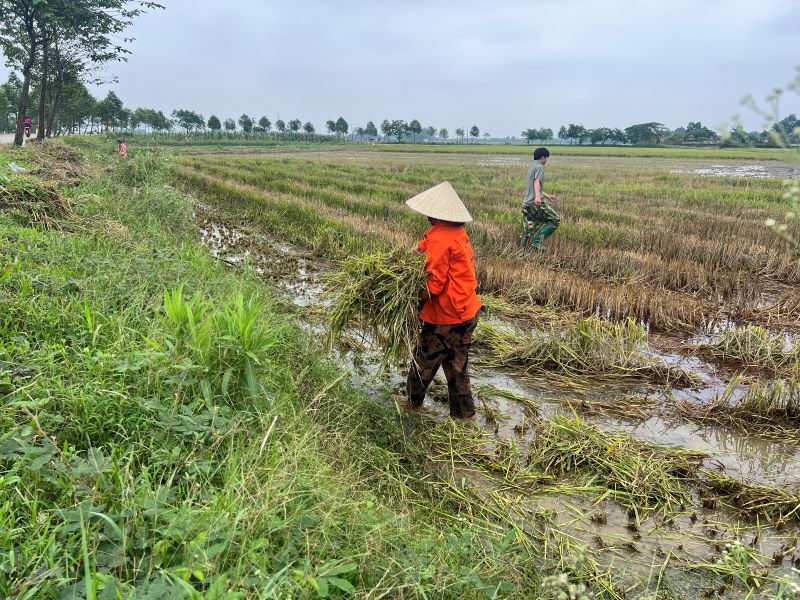 hinh 1ve sinh dong ruong