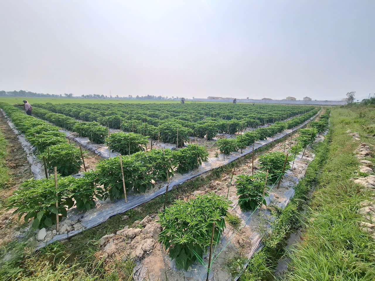 dien tich trong ot cua htx phu ha