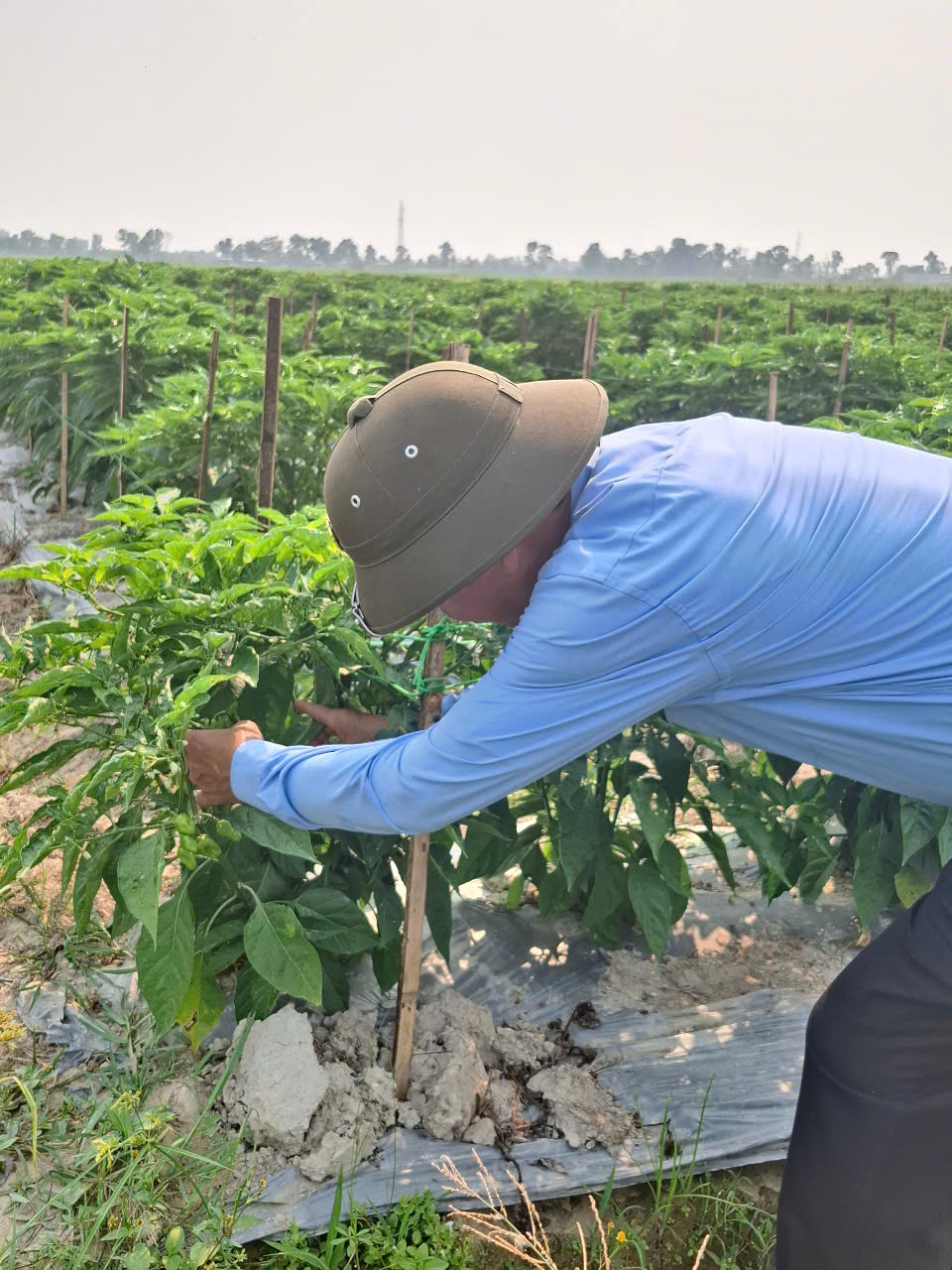 ong dung dang kiem tra cay ot