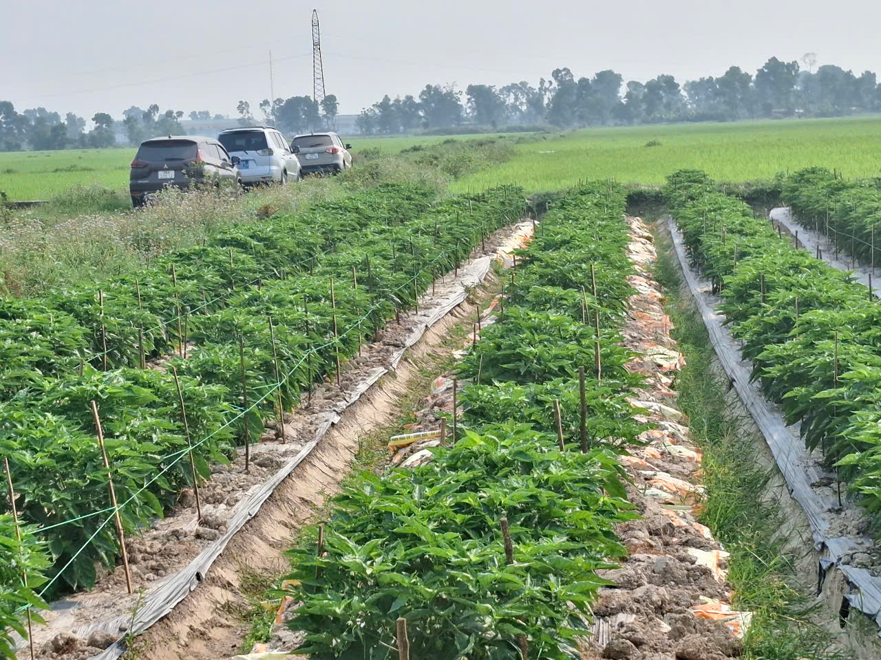 ot dang o giai doan ra hoa dau qua